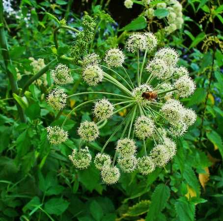 Angelica Root Essential Oils